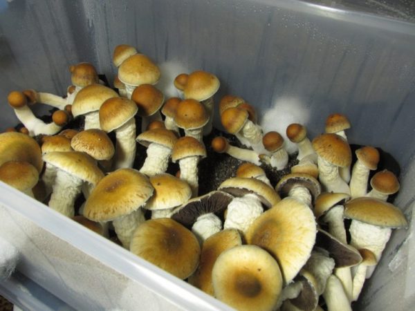 Penis-Envy-mushroom