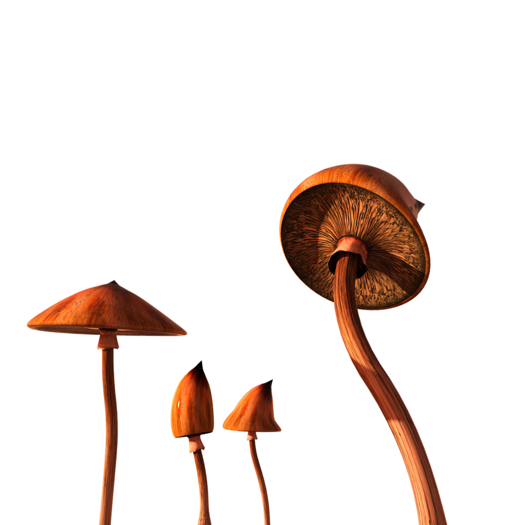 Where To Get Magic Mushrooms