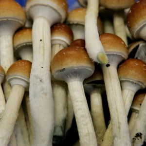 Fresh Magic Mushrooms
